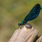 Blauflügel-Prachtlibelle (Calopteryx virgo)