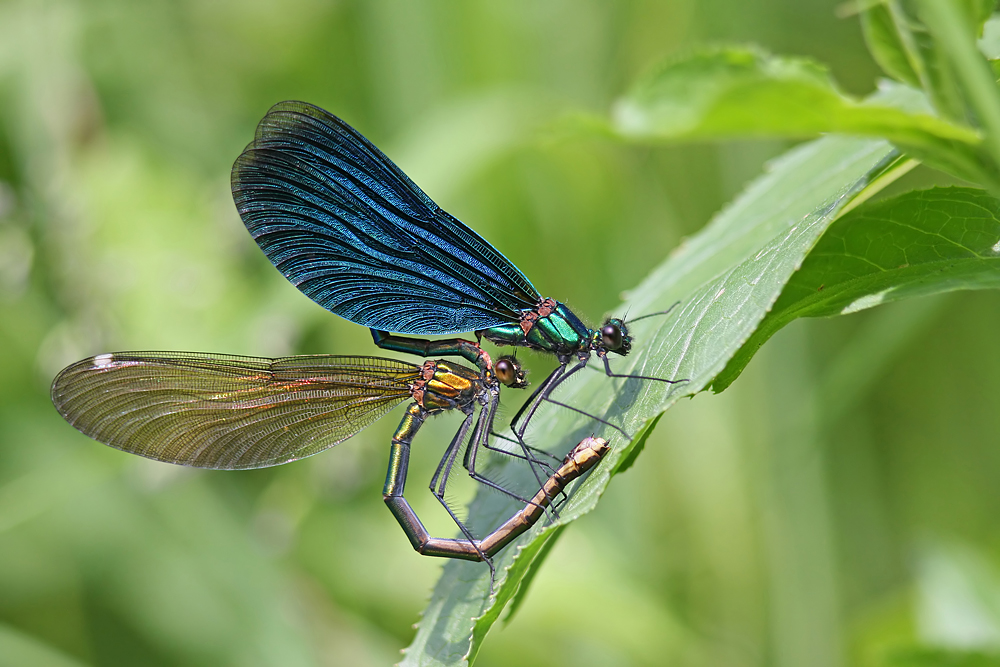 Blauflügel-Prachtlibelle (Calopteryx virgo)