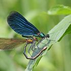 Blauflügel-Prachtlibelle (Calopteryx virgo)