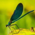 Blauflügel-Prachtlibelle (Calopteryx virgo)