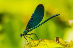 Blauflügel-Prachtlibelle (Calopteryx virgo)