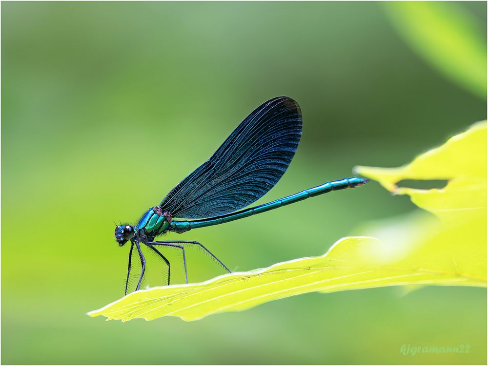 Blauflügel-Prachtlibelle (Calopteryx virgo)