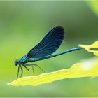 Blauflügel-Prachtlibelle (Calopteryx virgo)