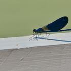 Blauflügel-Prachtlibelle (Calopteryx virgo)