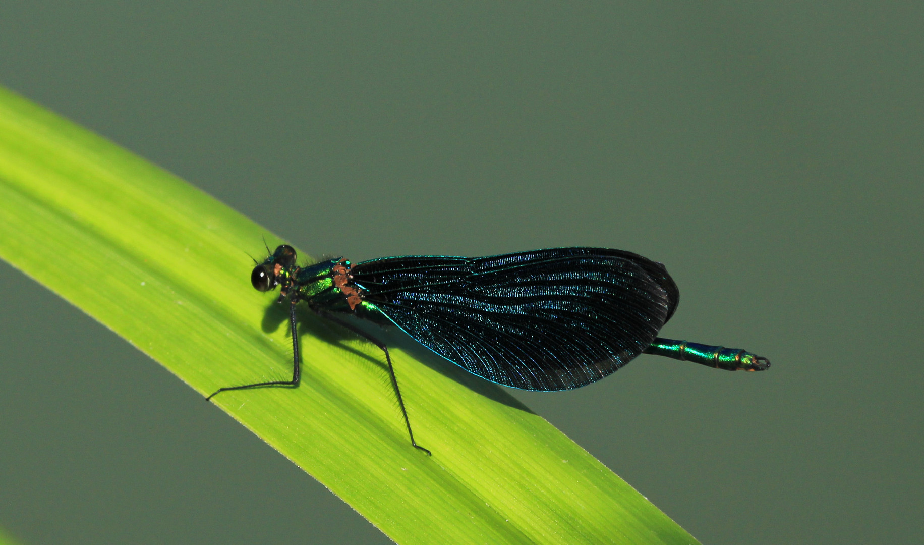 Blauflügel-Prachtlibelle (Calopteryx virgo)