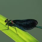 Blauflügel-Prachtlibelle (Calopteryx virgo)