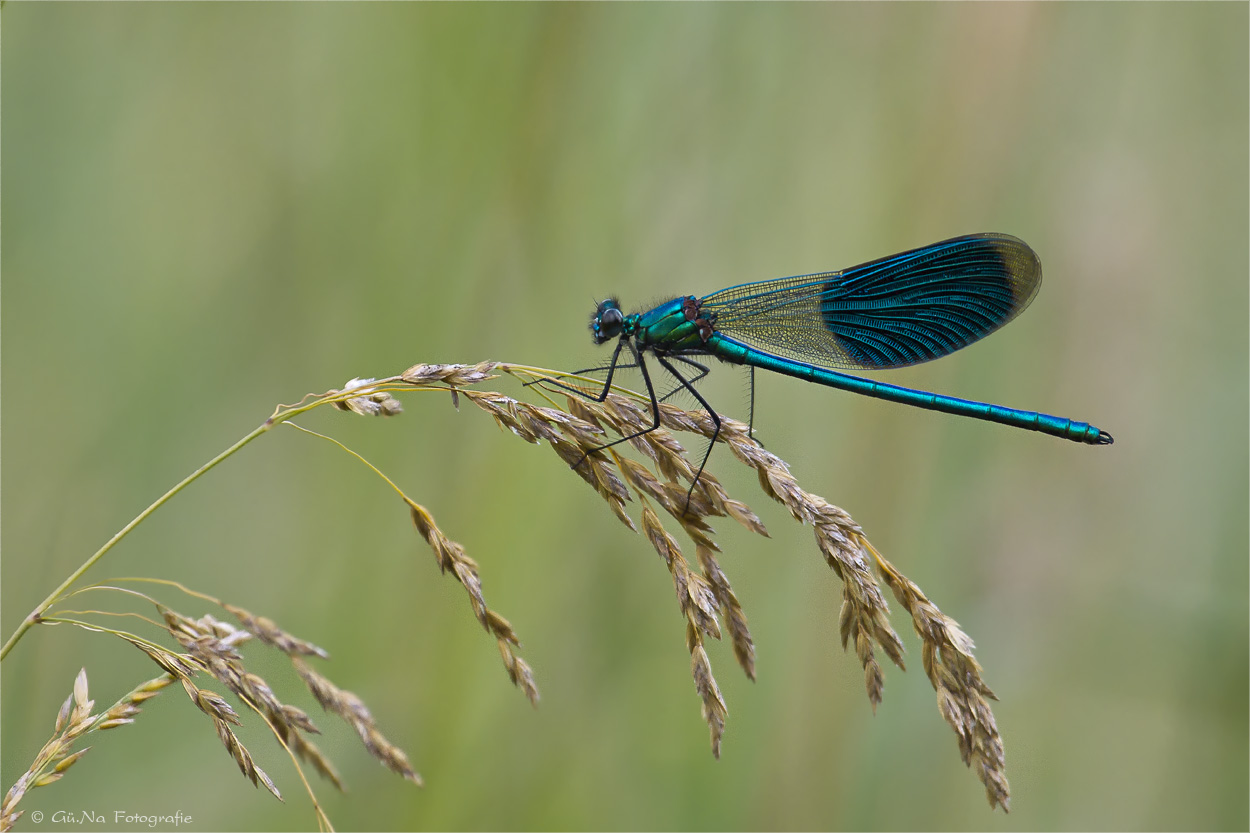 Blauflügel Prachtlibelle ( (Calopteryx virgo)