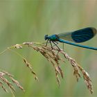 Blauflügel Prachtlibelle ( (Calopteryx virgo)