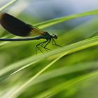 Blauflügel-Prachtlibelle (Calopteryx virgo)