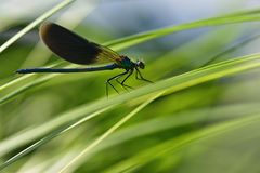 Blauflügel-Prachtlibelle (Calopteryx virgo)