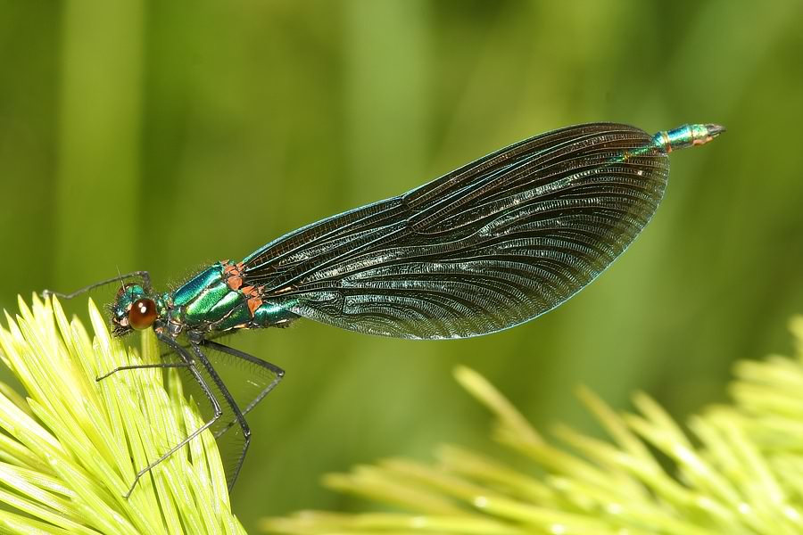 Blauflügel-Prachtlibelle (Calopteryx virgo)