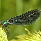 Blauflügel-Prachtlibelle (Calopteryx virgo)