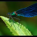 Blauflügel-Prachtlibelle (Calopteryx virgo)