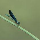 Blauflügel-Prachtlibelle / Calopteryx virgo