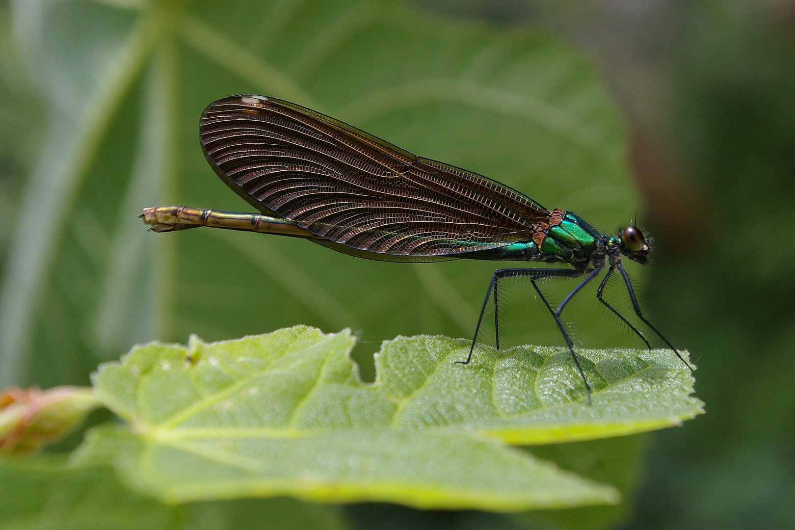 Blauflügel-Prachtlibelle (Calopteryx virgo)