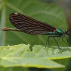 Blauflügel-Prachtlibelle (Calopteryx virgo)