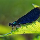 Blauflügel-Prachtlibelle (Calopteryx virgo)