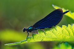 Blauflügel-Prachtlibelle (Calopteryx virgo)