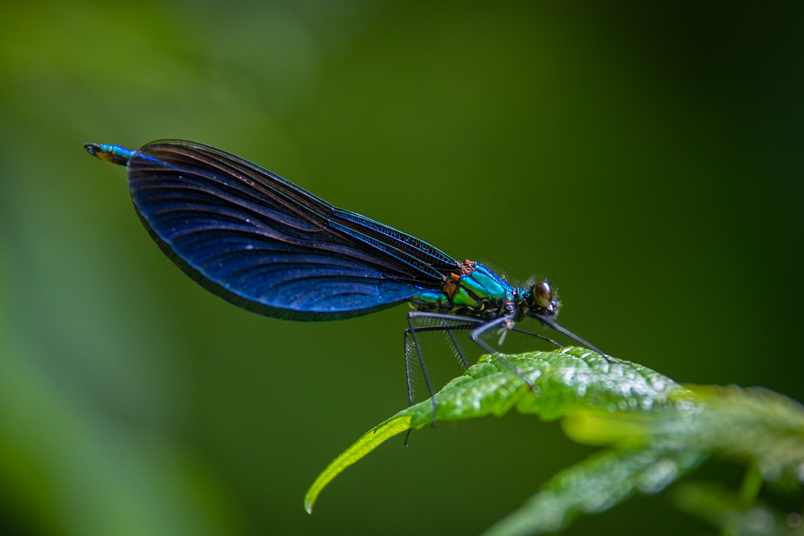 Blauflügel-Prachtlibelle (Calopteryx virgo)