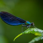 Blauflügel-Prachtlibelle (Calopteryx virgo)