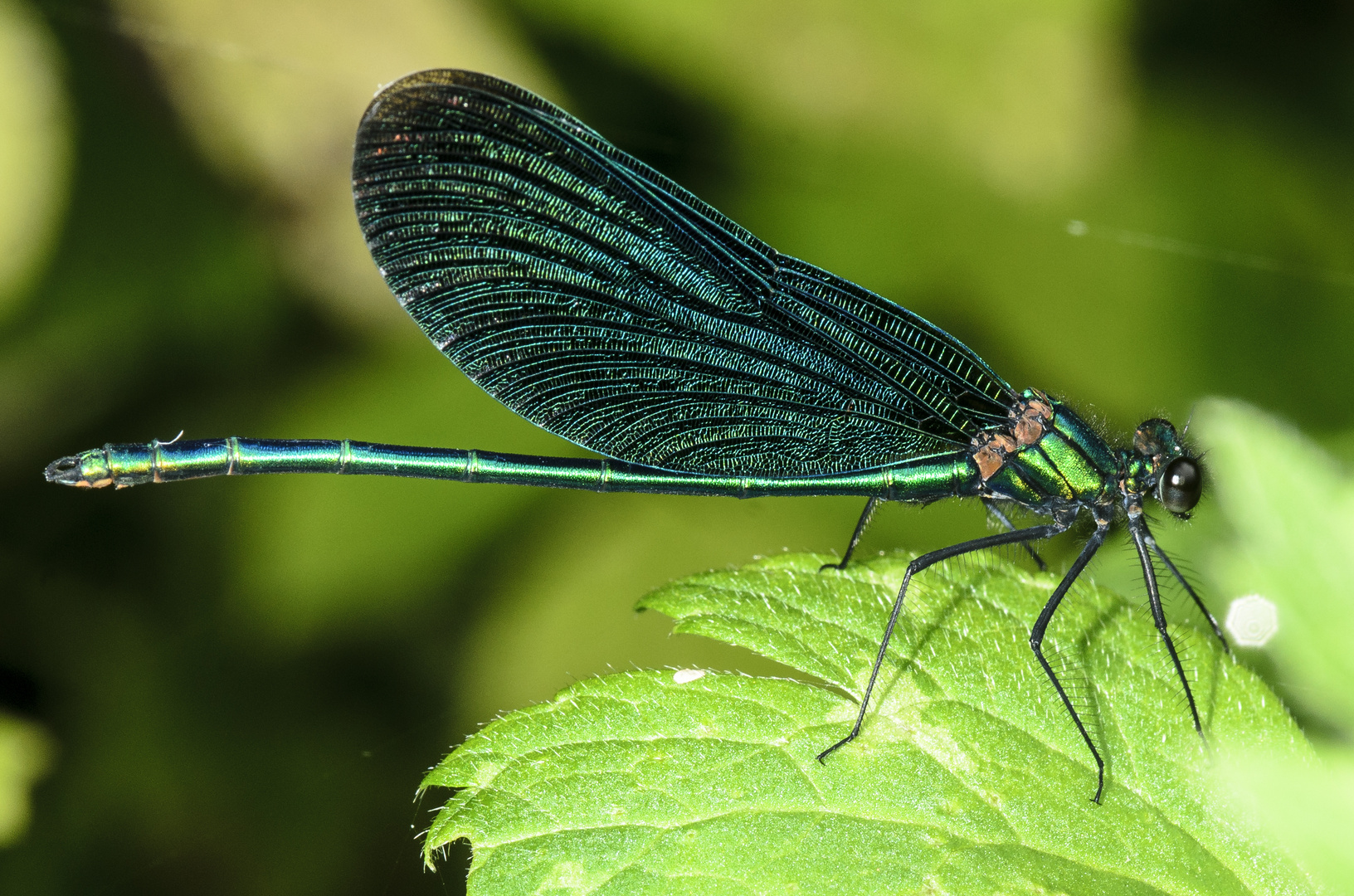 Blauflügel-Prachtlibelle (Calopteryx virgo)