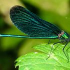 Blauflügel-Prachtlibelle (Calopteryx virgo)