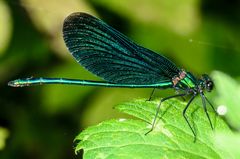 Blauflügel-Prachtlibelle (Calopteryx virgo)