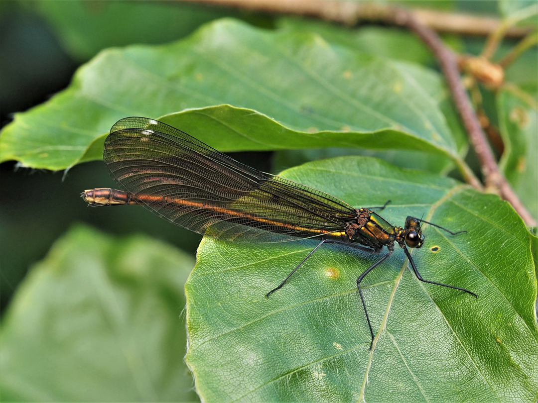 BLAUFLÜGEL-PRACHTLIBELLE (CALOPTERYX VIRGO)