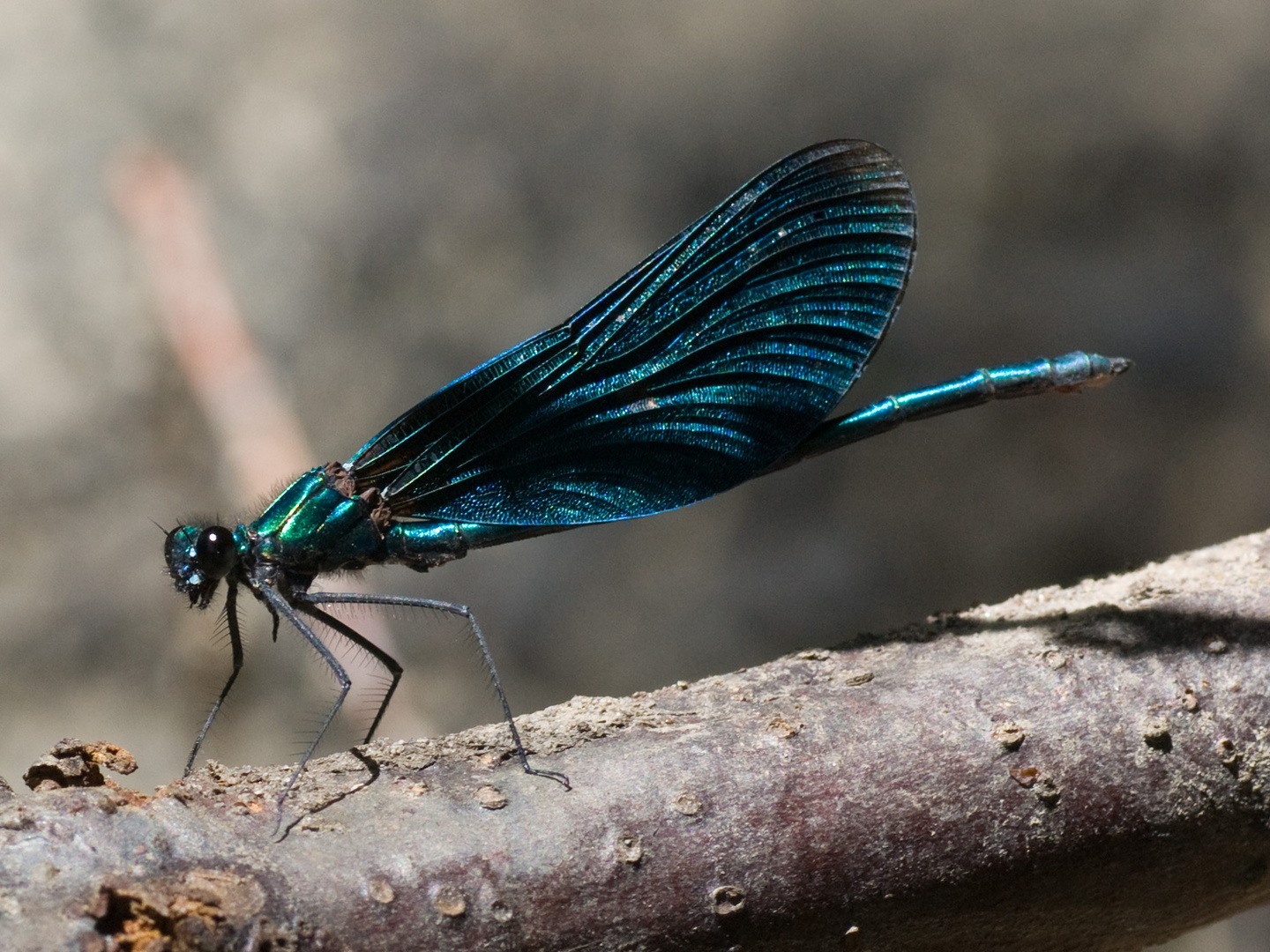 Blauflügel-Prachtlibelle (Calopteryx virgo)