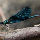 Blauflügel-Prachtlibelle (Calopteryx virgo)