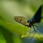 Blauflügel-Prachtlibelle (Calopteryx virgo)