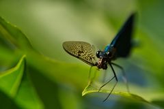 Blauflügel-Prachtlibelle (Calopteryx virgo)