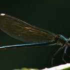 Blauflügel-Prachtlibelle (Calopteryx virgo)