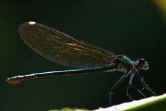 Blauflügel-Prachtlibelle (Calopteryx virgo)