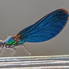 Blauflügel Prachtlibelle - Calopteryx virgo