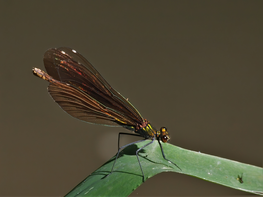 Blauflügel-Prachtlibelle (Calopteryx virgo)