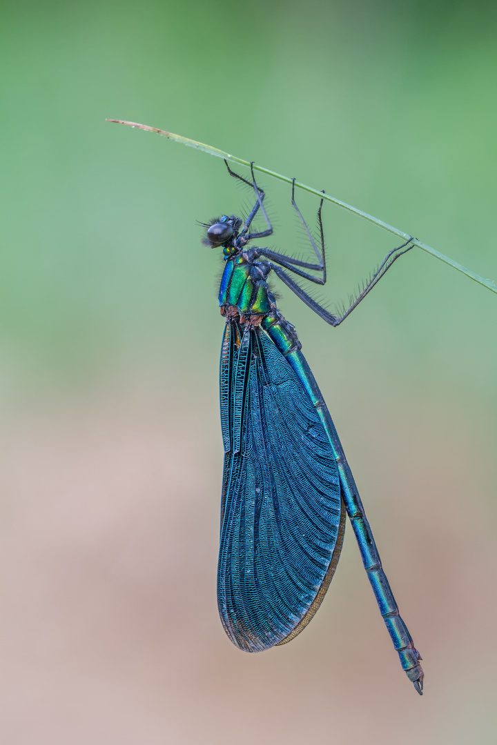 Blauflügel-Prachtlibelle (Calopteryx virgo)