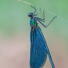 Blauflügel-Prachtlibelle (Calopteryx virgo)