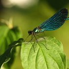 Blauflügel-Prachtlibelle - Calopteryx virgo