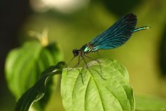 Blauflügel-Prachtlibelle - Calopteryx virgo