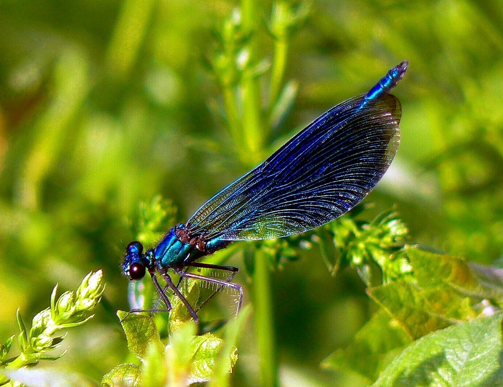 Blauflügel - Prachtlibelle Calopteryx virgo