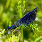 Blauflügel - Prachtlibelle Calopteryx virgo