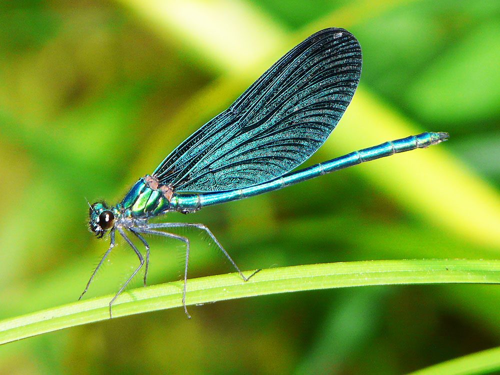 Blauflügel-Prachtlibelle (Calopteryx virgo)