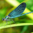 Blauflügel-Prachtlibelle (Calopteryx virgo)