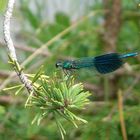 Blauflügel-Prachtlibelle (Calopteryx virgo)