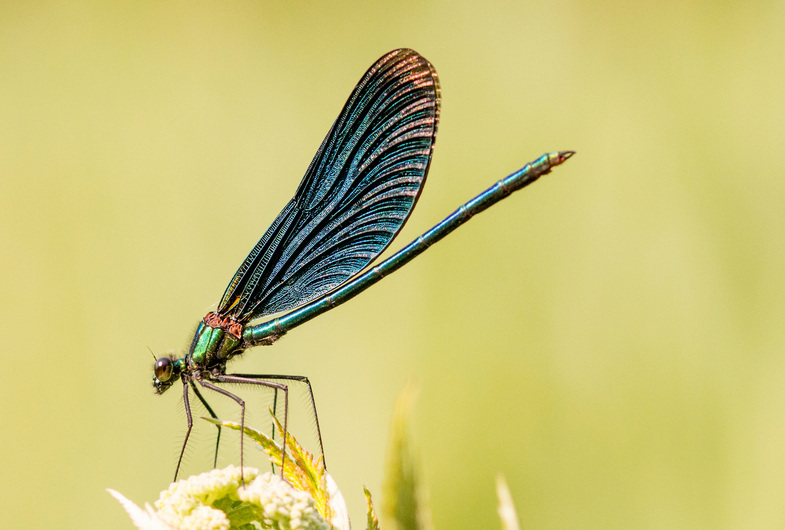 Blauflügel Prachtlibelle  (Calopteryx virgo)