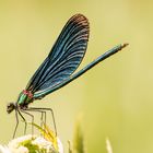 Blauflügel Prachtlibelle  (Calopteryx virgo)