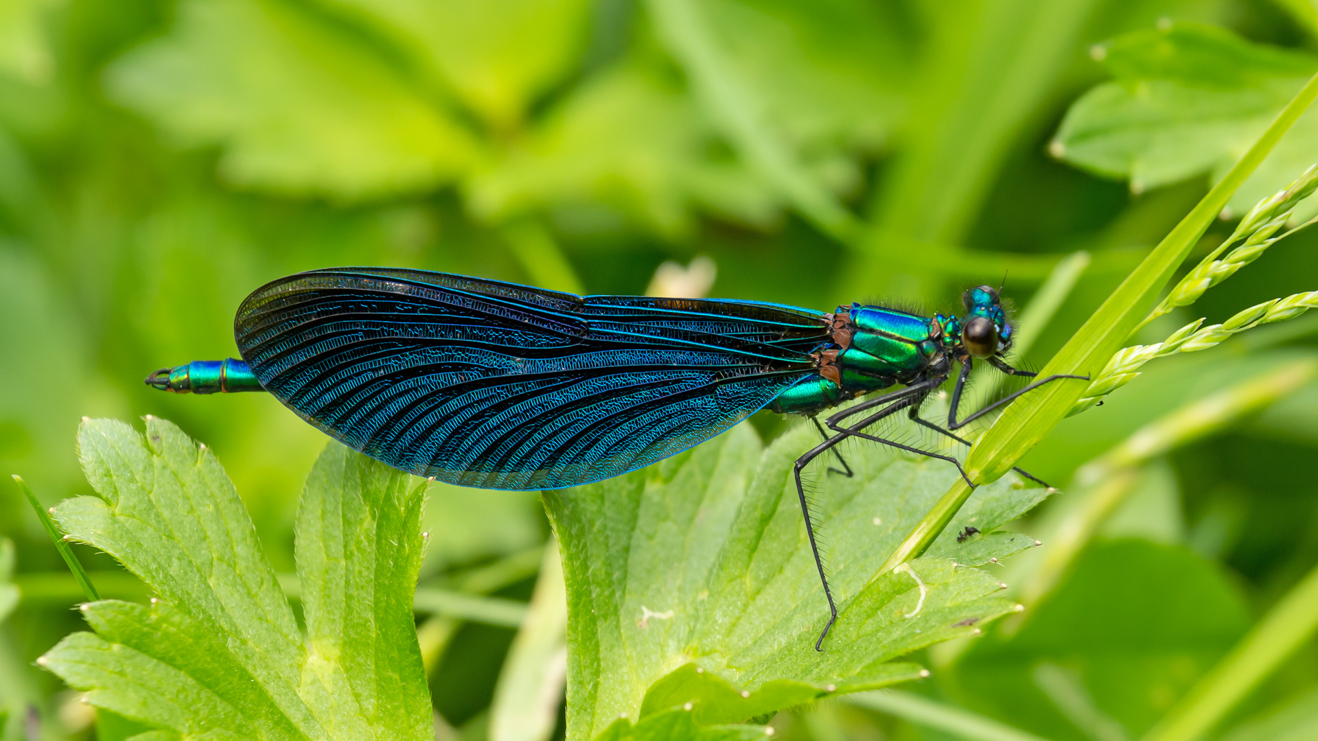 Blauflügel-Prachtlibelle (Calopteryx virgo), Großes Lautertal