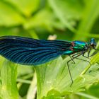 Blauflügel-Prachtlibelle (Calopteryx virgo), Großes Lautertal