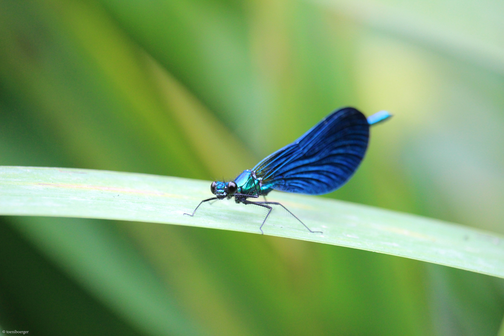 Blauflügel-Prachtlibelle (Calopteryx virgo) (M)